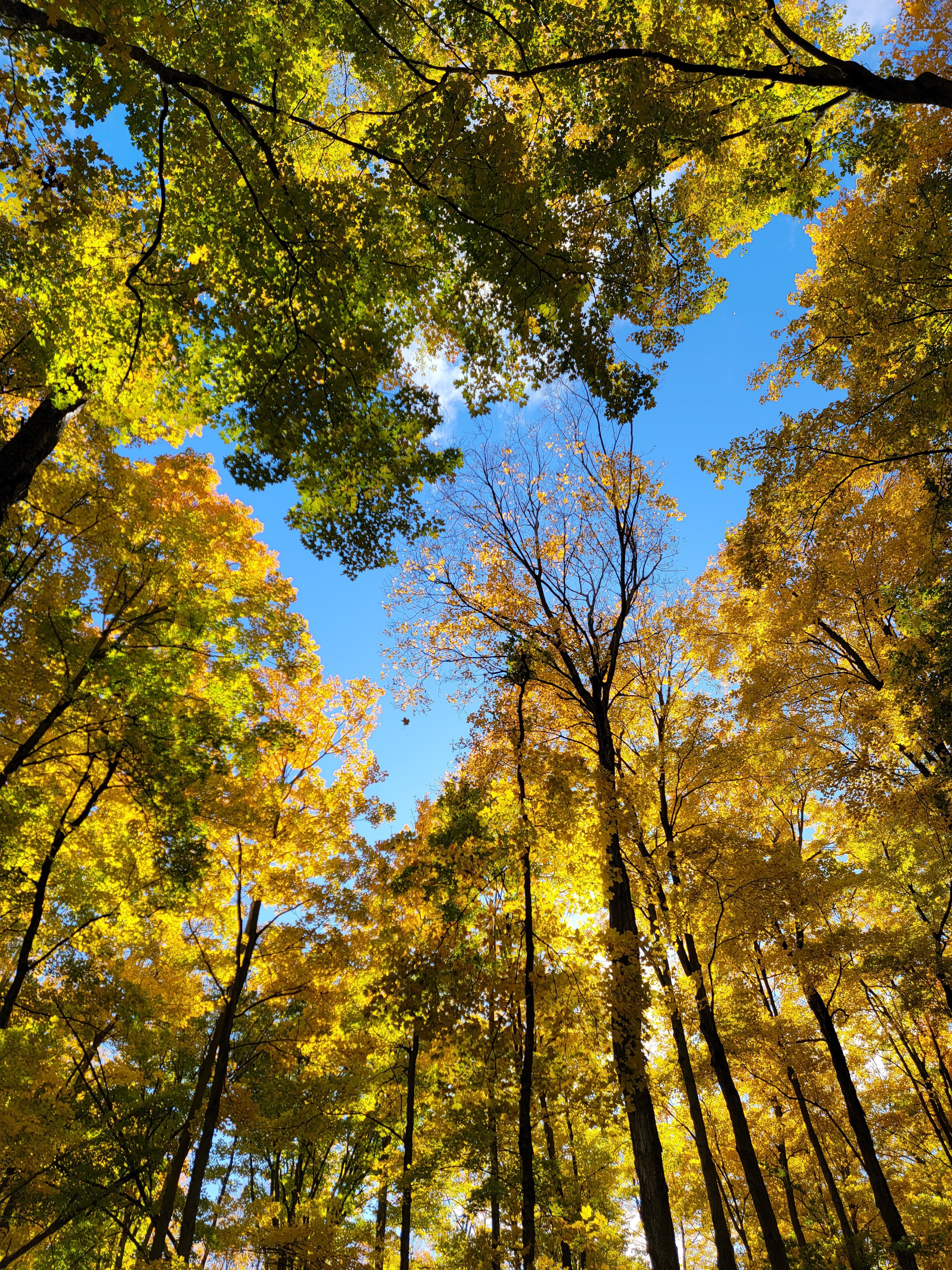 forest