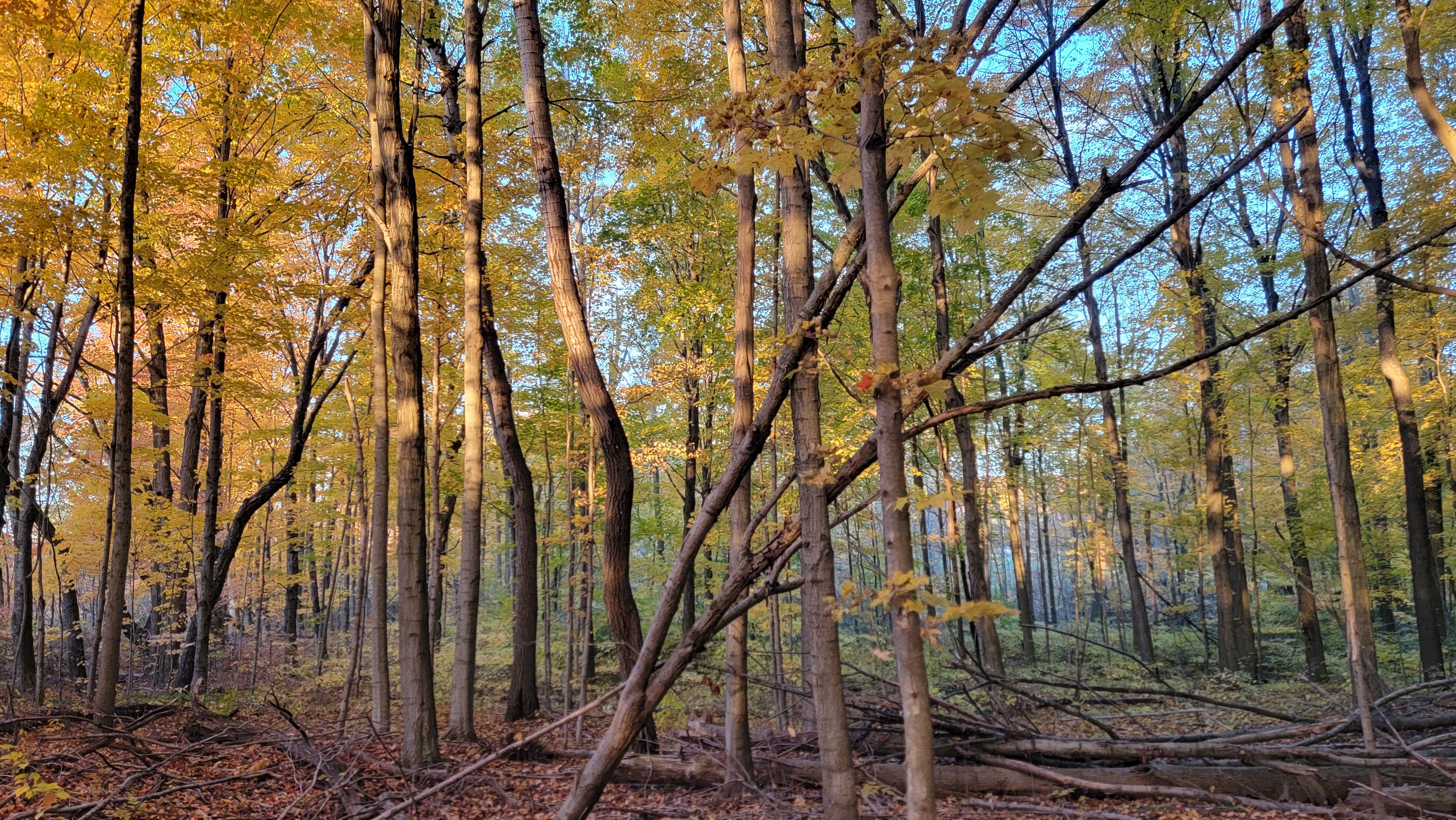 forest