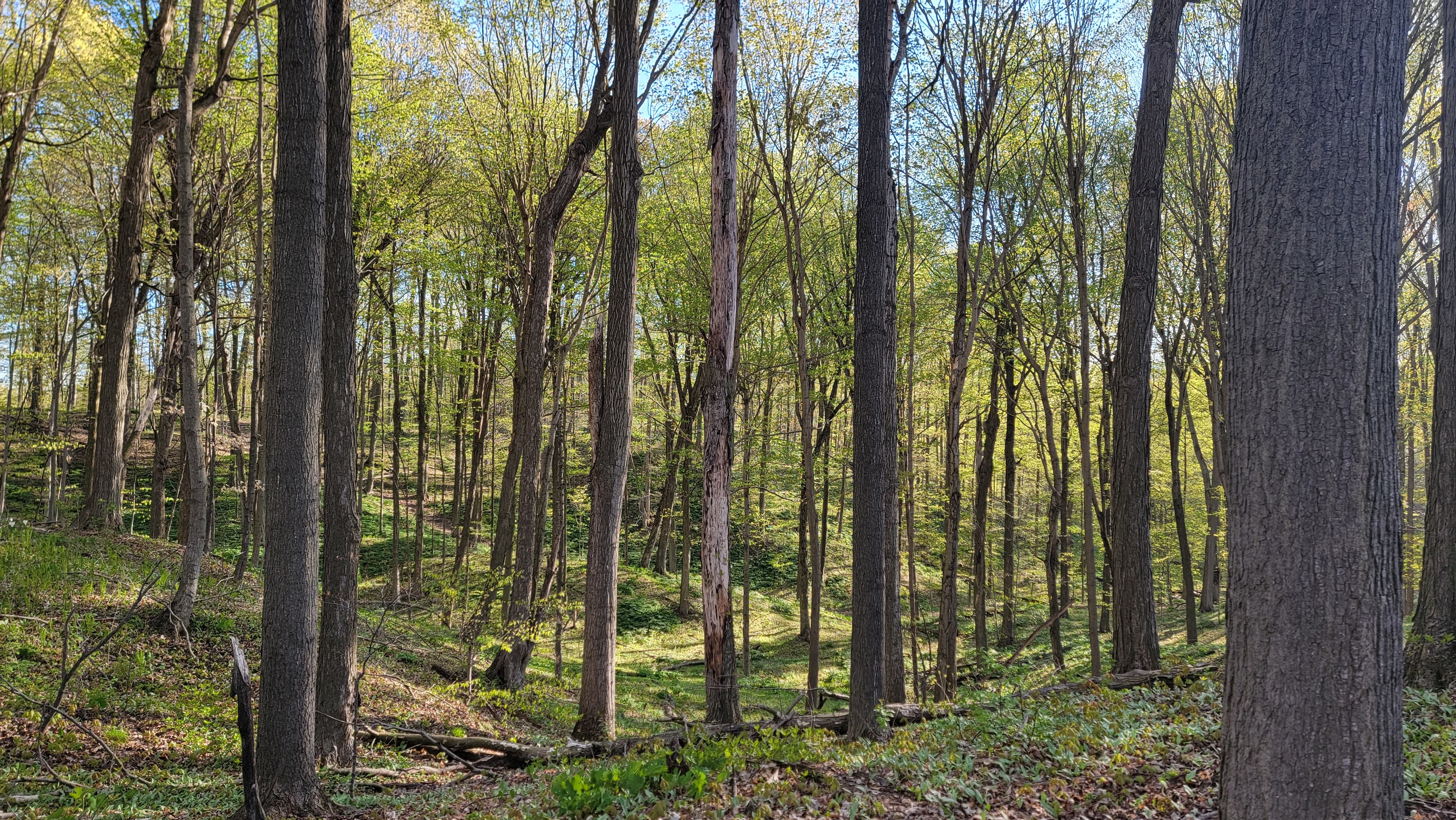 forest