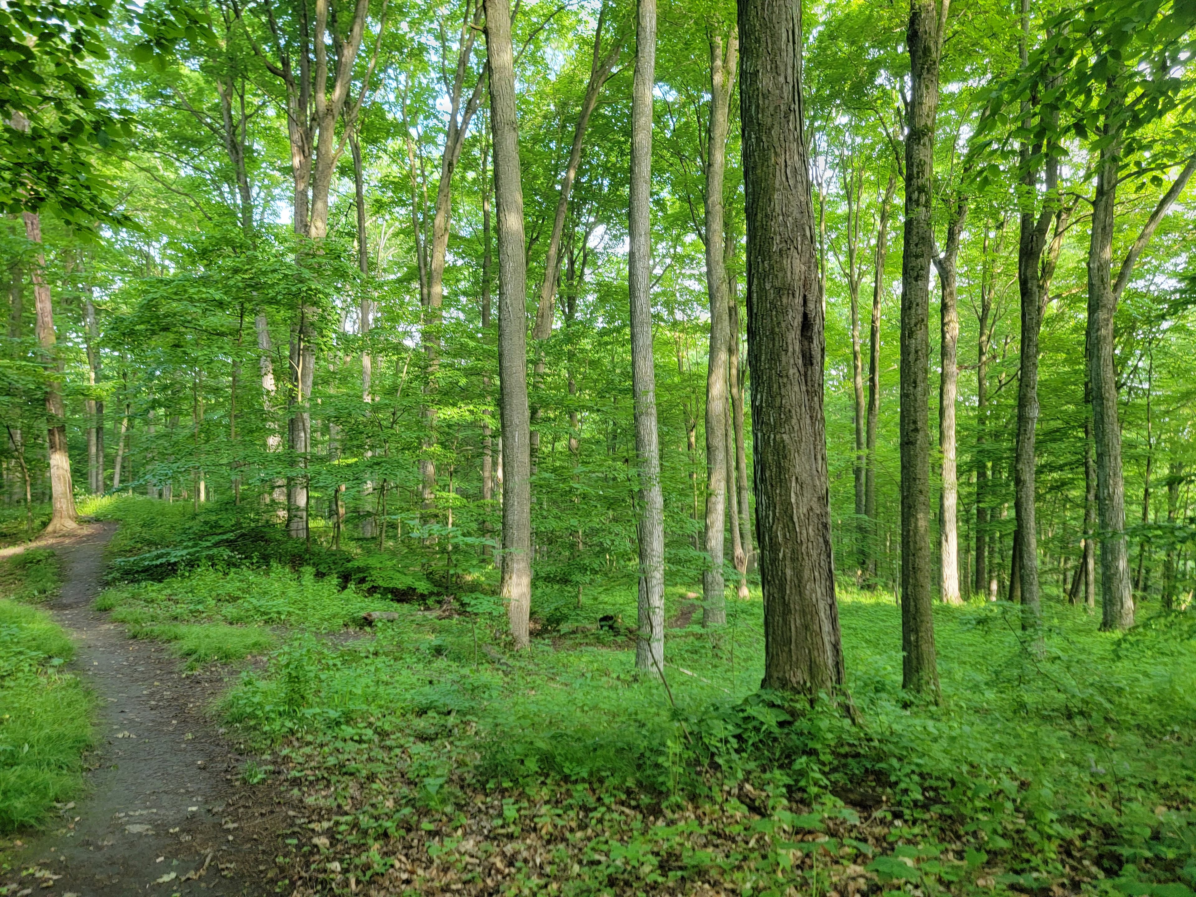 forest