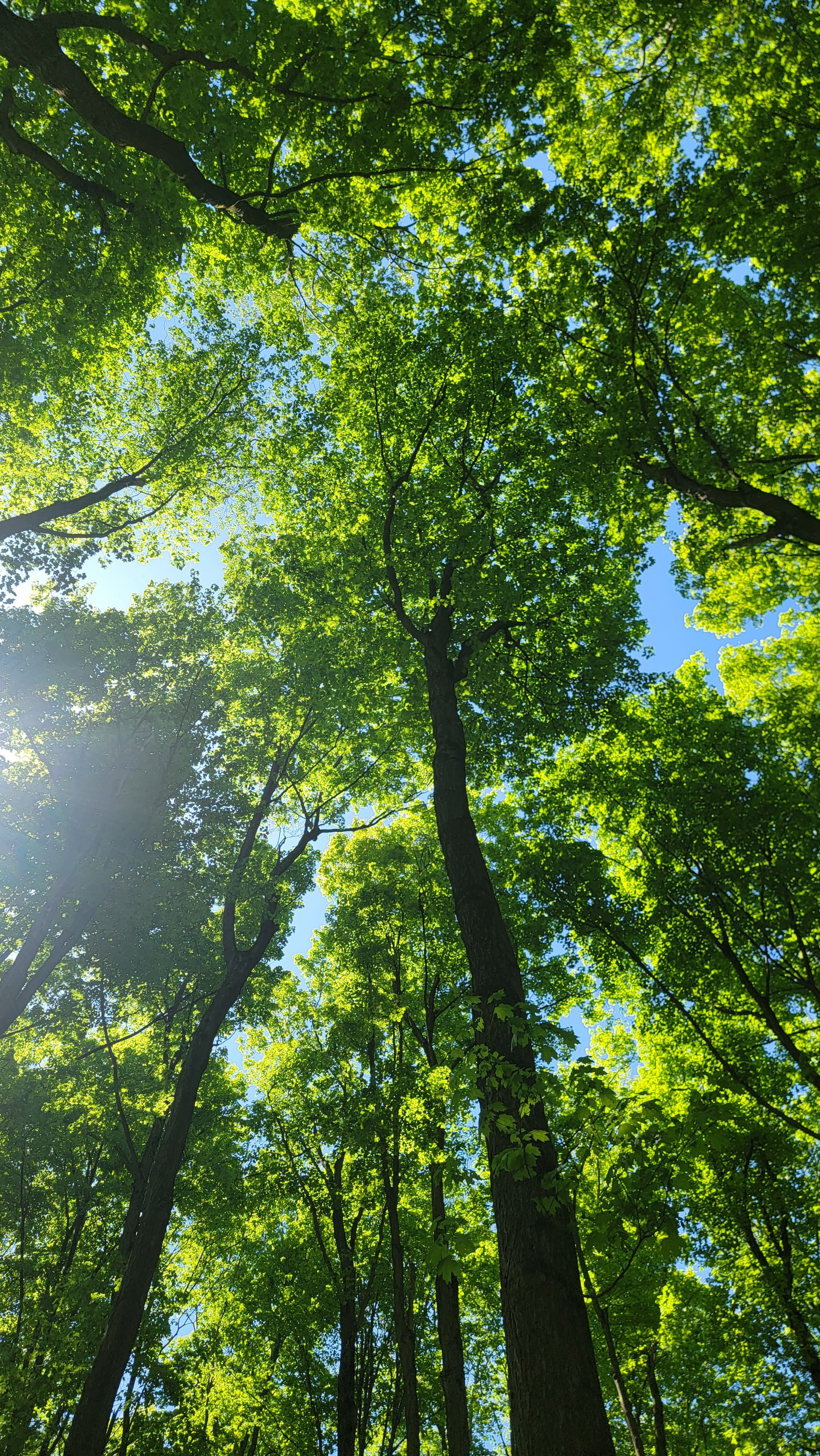 forest