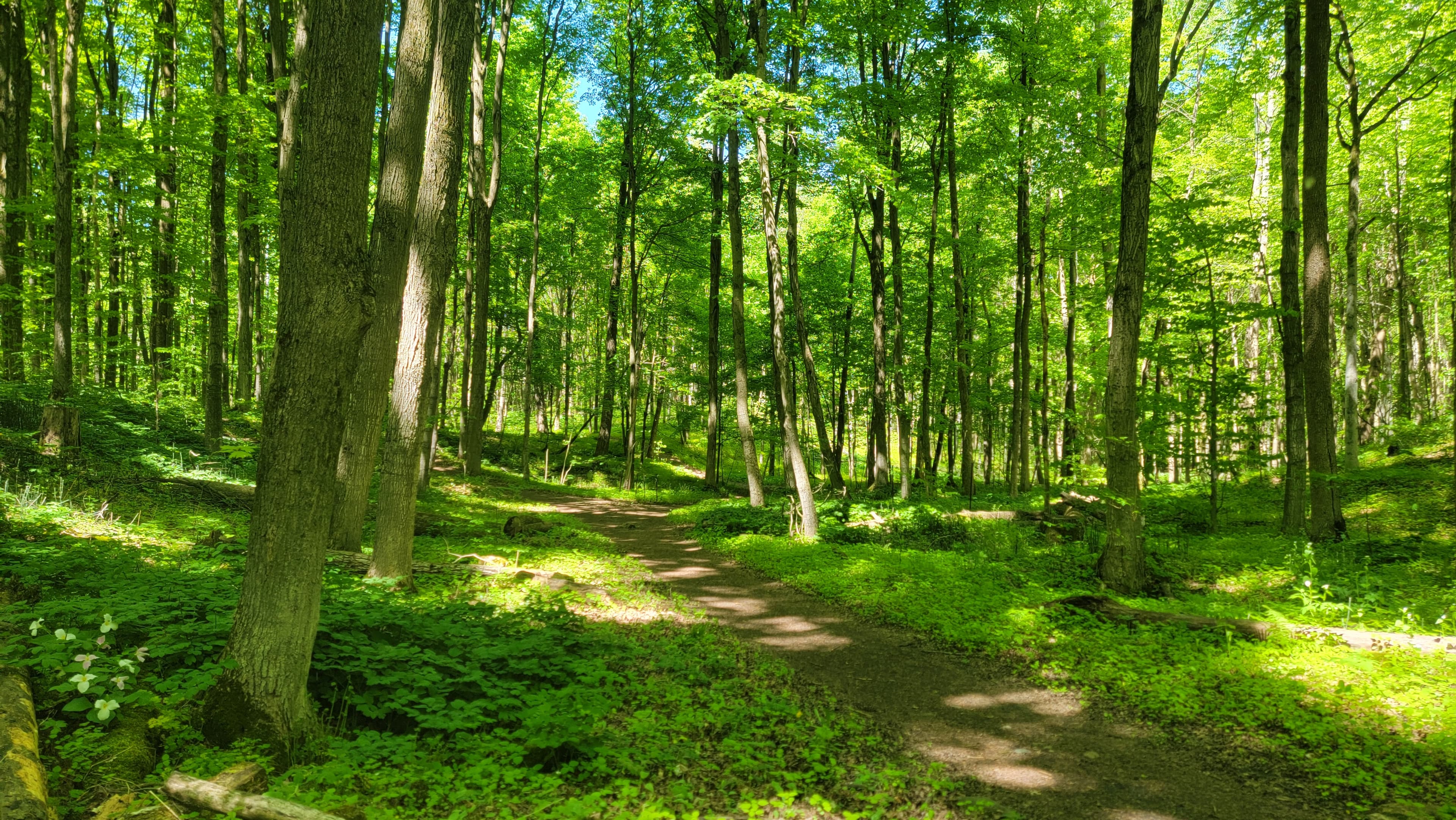 forest