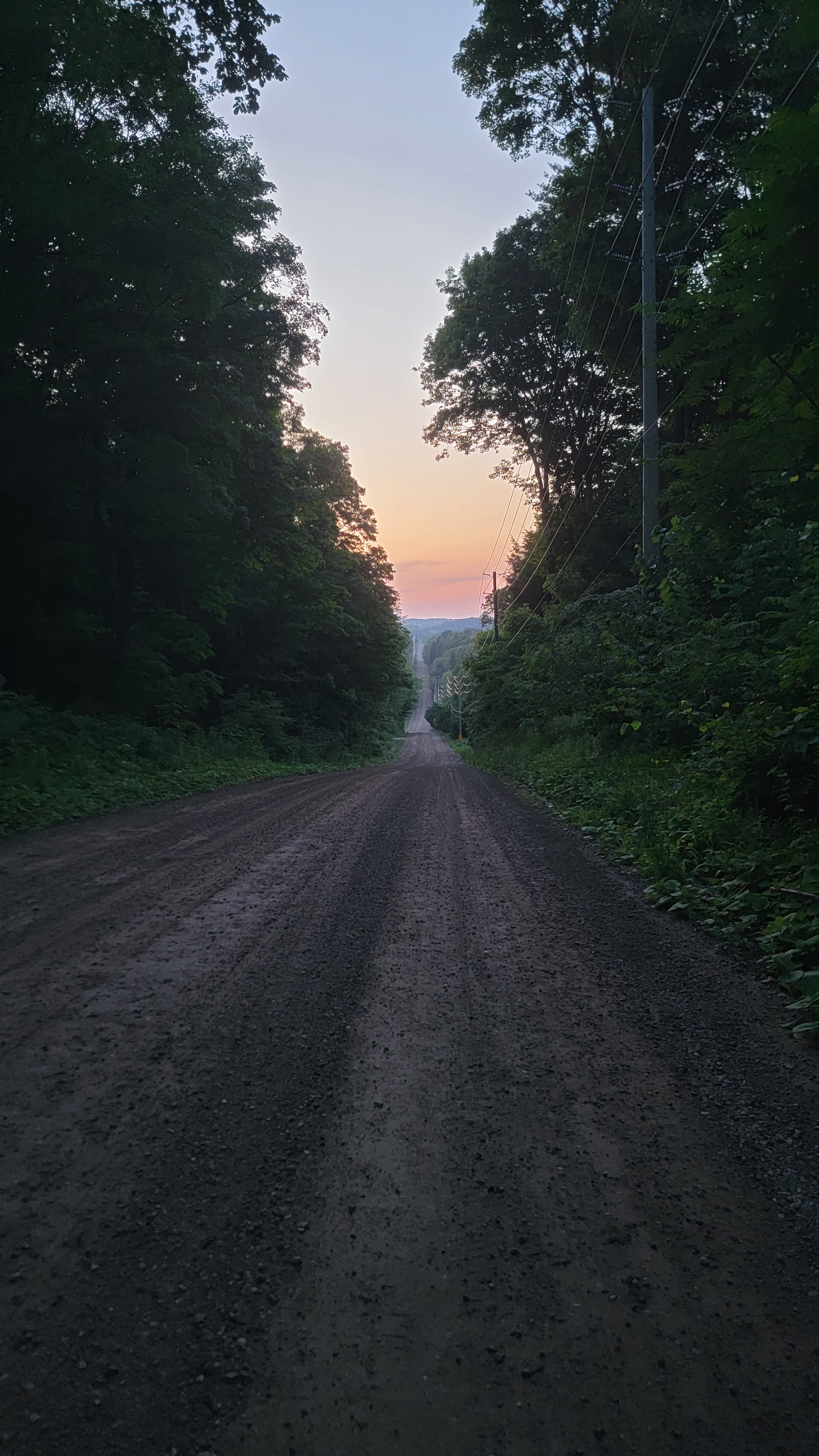 forest