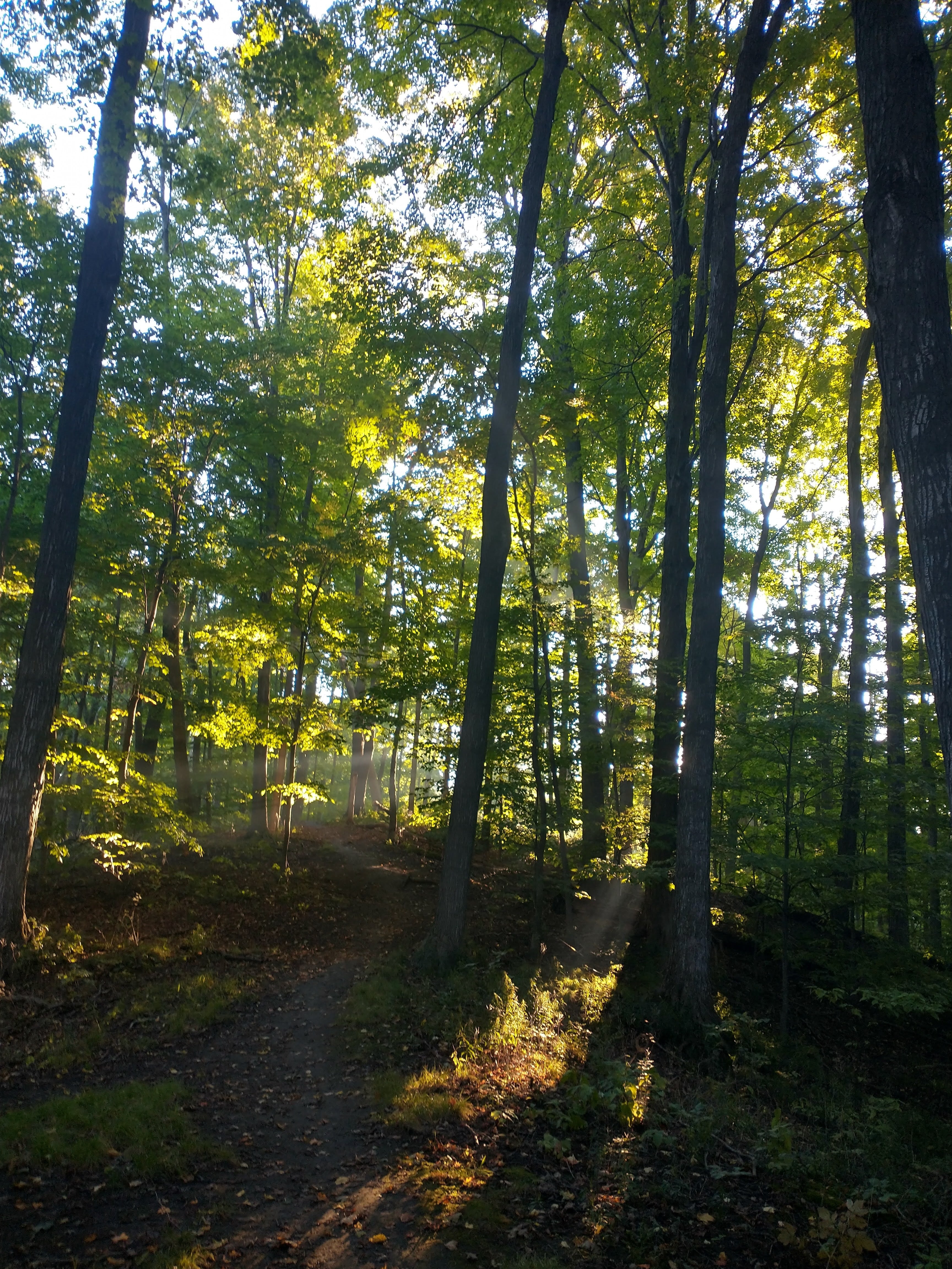 forest