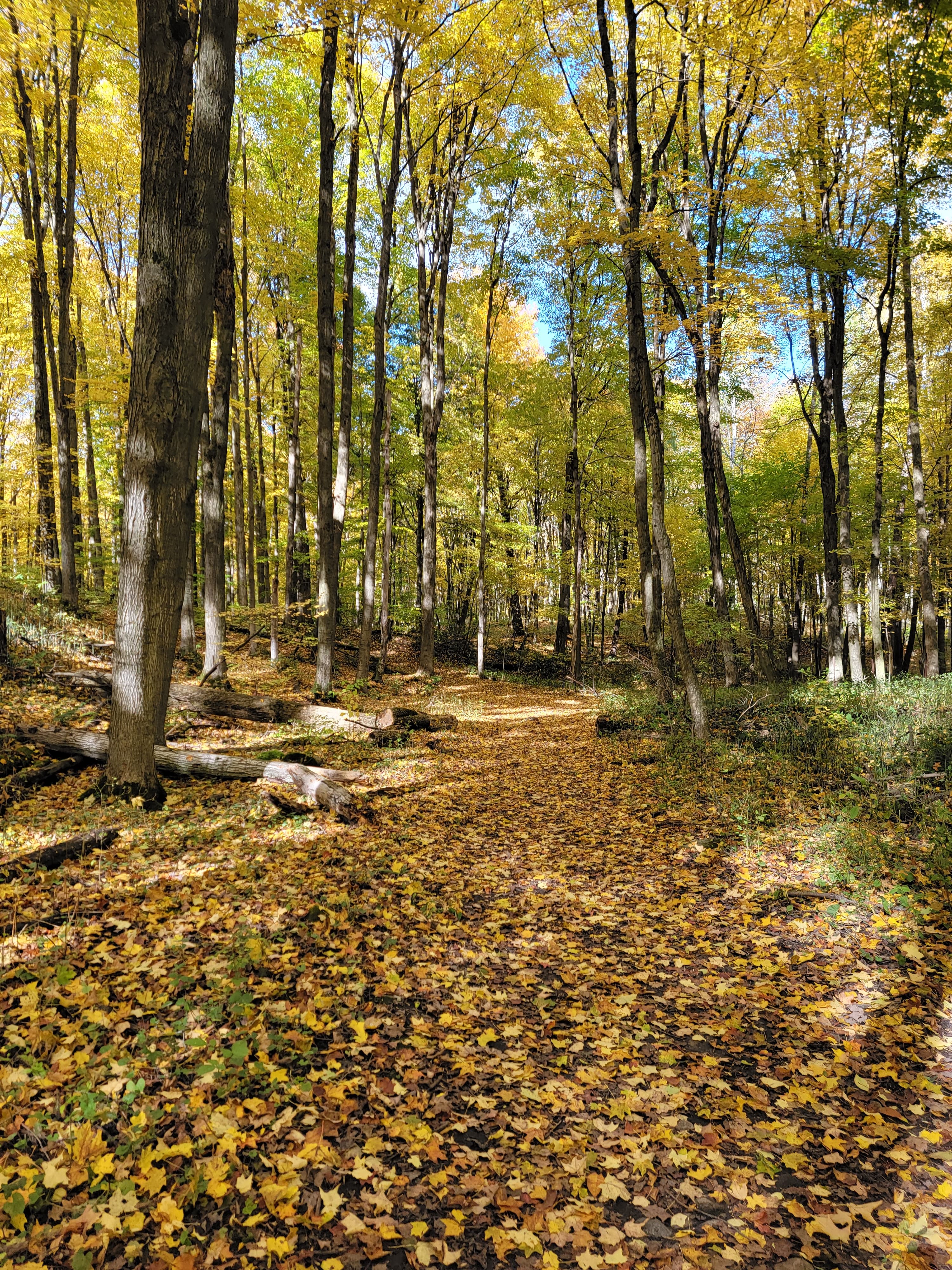 forest