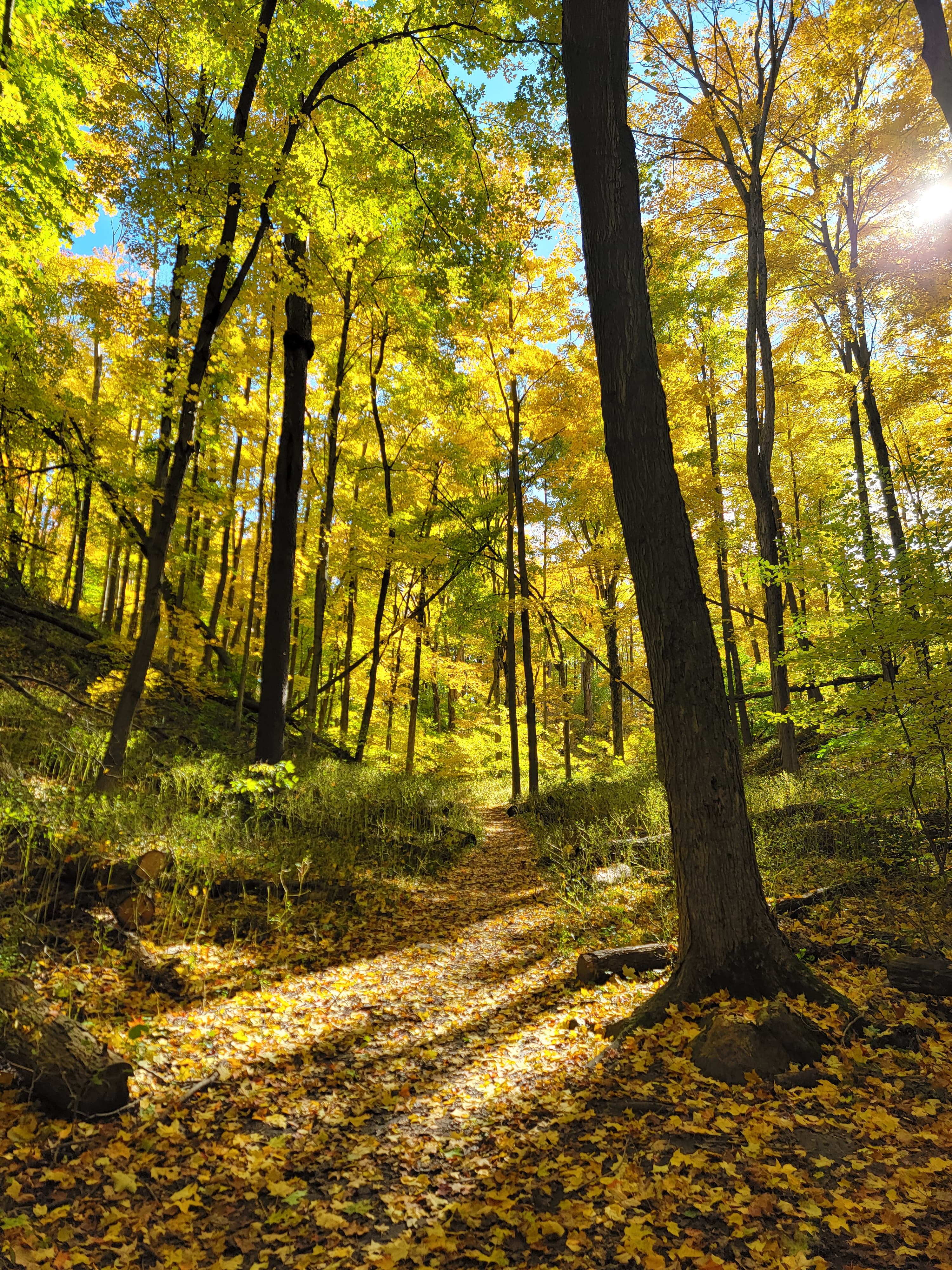 forest