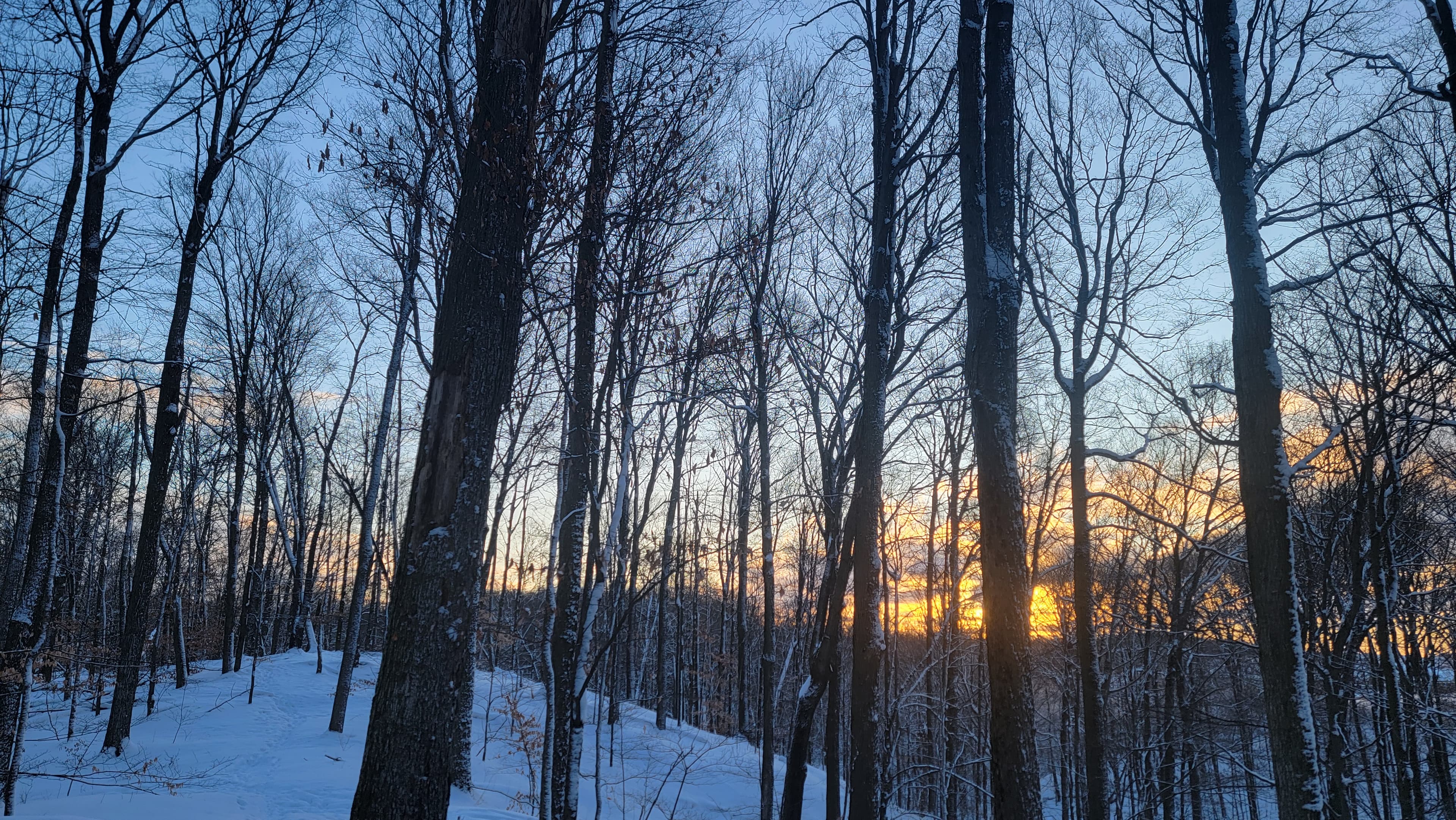 forest