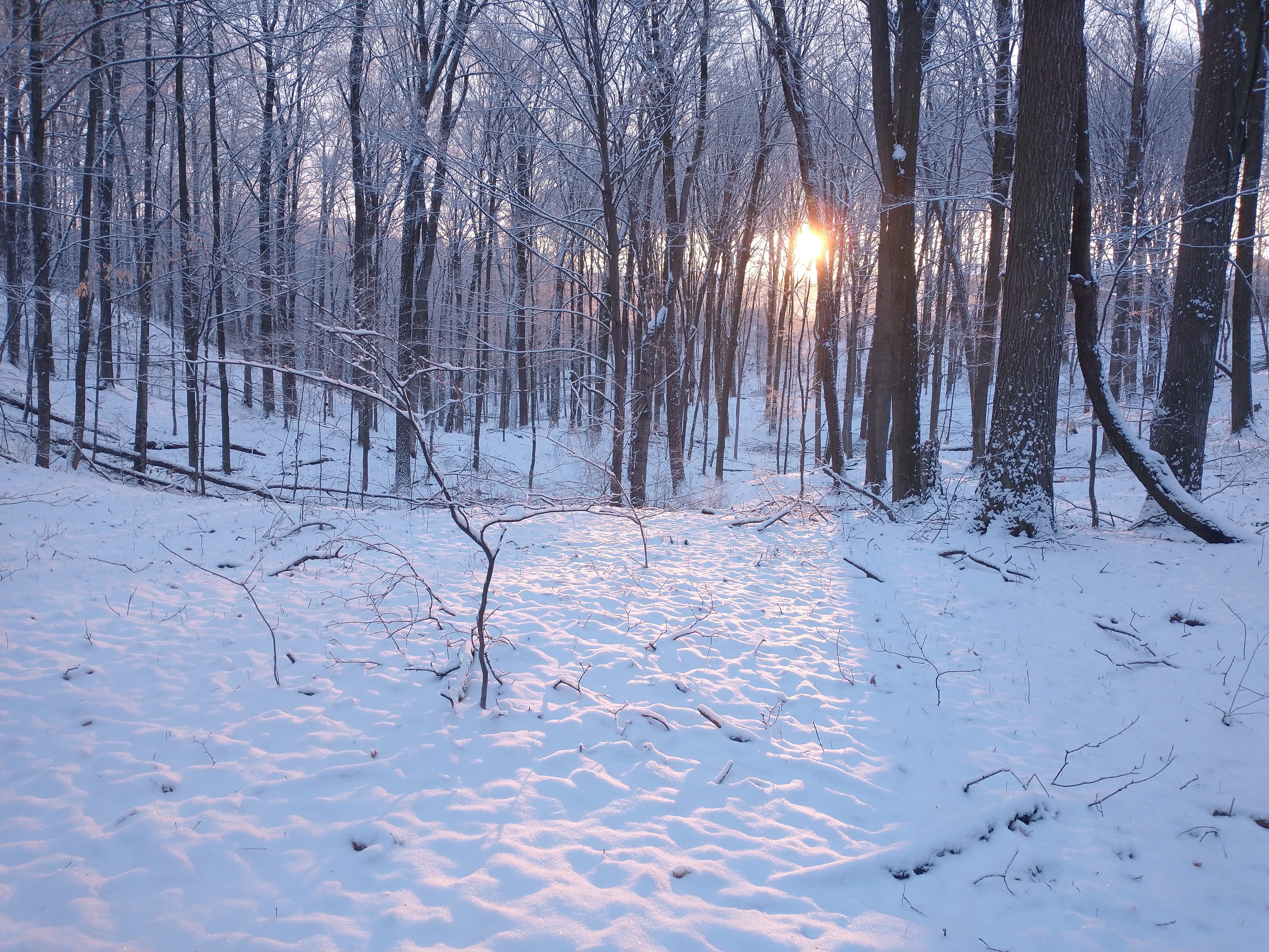 forest